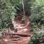 Die hübsche Marschroute durch den Tschungel