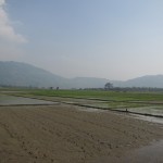 Reisfelder hat es im Flachland unendlich viele.