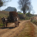 Kühe, fast im Galopp.