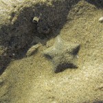 Seesterne am Strand