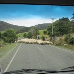 Vorsicht Schaf auf der Strasse!